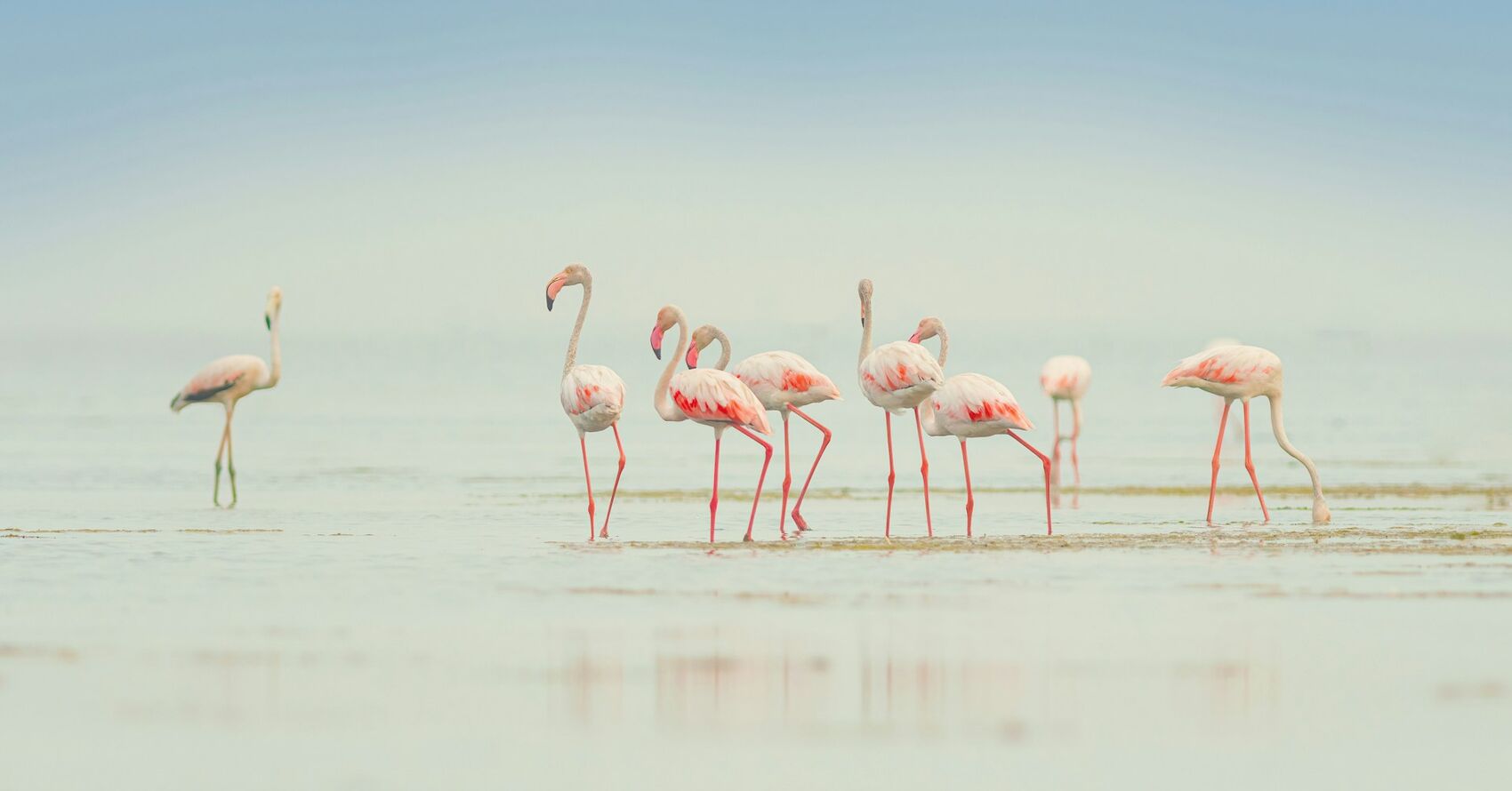 Animals Encounters Photo Contest